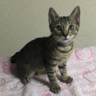 見学歓迎  キジトラ マーサちゃん 