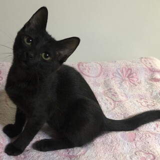 見学歓迎 黒猫 サラちゃん