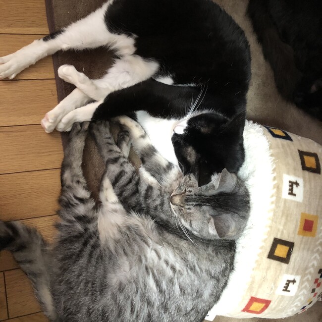MI8903のカバー写真