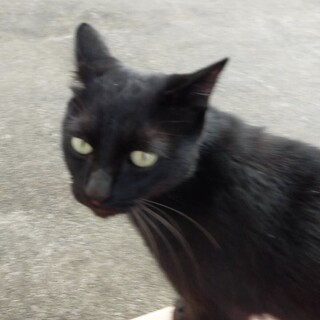 どうか冬が来る前に　黒猫オス　約５から６ヵ月