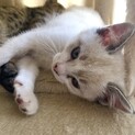 元気いっぱい✩ 生後2ヶ月の仔猫