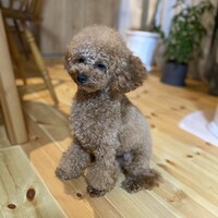 ちゃたろう