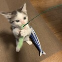 キジ白ハチワレ　元気な男の子の里親さん決定‼︎