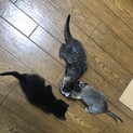 キジトラ♀︎、黒猫♀里親様募集
