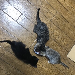 キジトラ♀︎、黒猫♀里親様募集