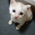 可愛いミルクティ生後25日