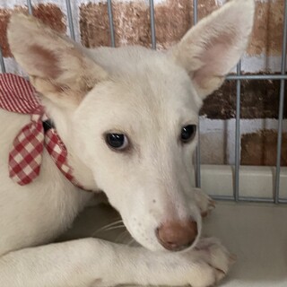 あんずちゃんの家族を探してます。