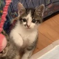 可愛い子猫ちゃん☆