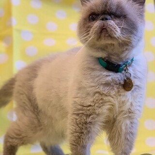 エキゾチックショートヘア♂とんぼ