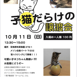 仔猫だらけの譲渡会
