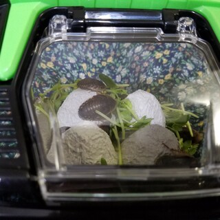 デュビアコロニー(少)