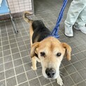 おとなしい かわいいおじいちゃん犬 。１３㎏