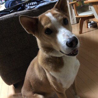 ☆ 推定7～8歳 ☆ オス ☆ 元保護犬 ☆  