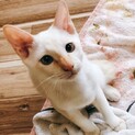 兄弟大好きなシャム系美猫ちゃん