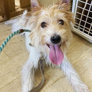 ジャックラッセルテリア系ミックス元気な男の子