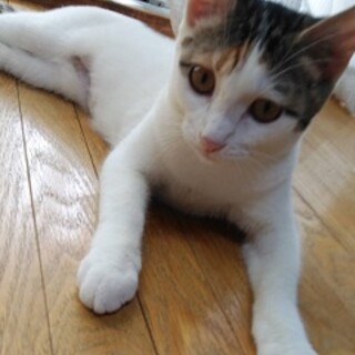 9ヶ月　三毛猫　まだまだ幼いたまちゃん