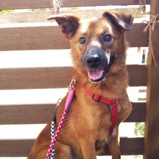 静かなジェントルマン「ナオ」