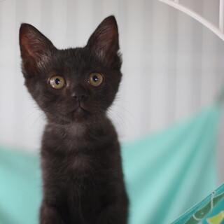 元気いっぱい黒子猫（ブライアン君）