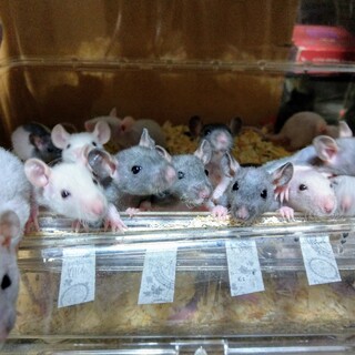 【一旦募集停止中】ダブルレッキススキニー