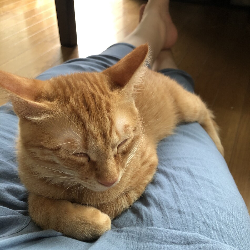 きんちゃんのカバー写真