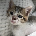子猫兄妹2匹ペアで募集中です