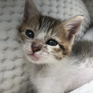 子猫兄妹2匹ペアで募集中です