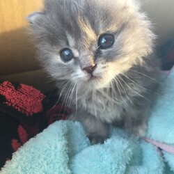 初めてのにゃんライフ