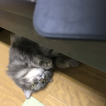 こにゃにゃちわ