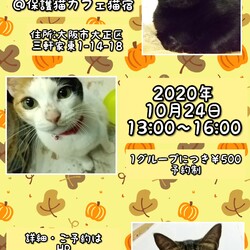 にゃんこ譲渡会