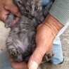 【☆里親様決定☆】灰色ふわふわ可愛い２か月オス サムネイル2