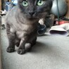 【☆里親様決定☆】灰色ふわふわ可愛い２か月オス サムネイル4