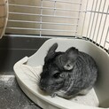 チンチラ　グレー　オス　一歳
