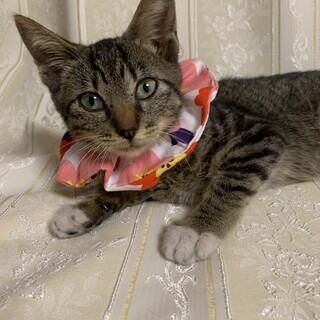 3ヶ月キジ猫☆白血病☆人慣れ抜群☆オリーブちゃん