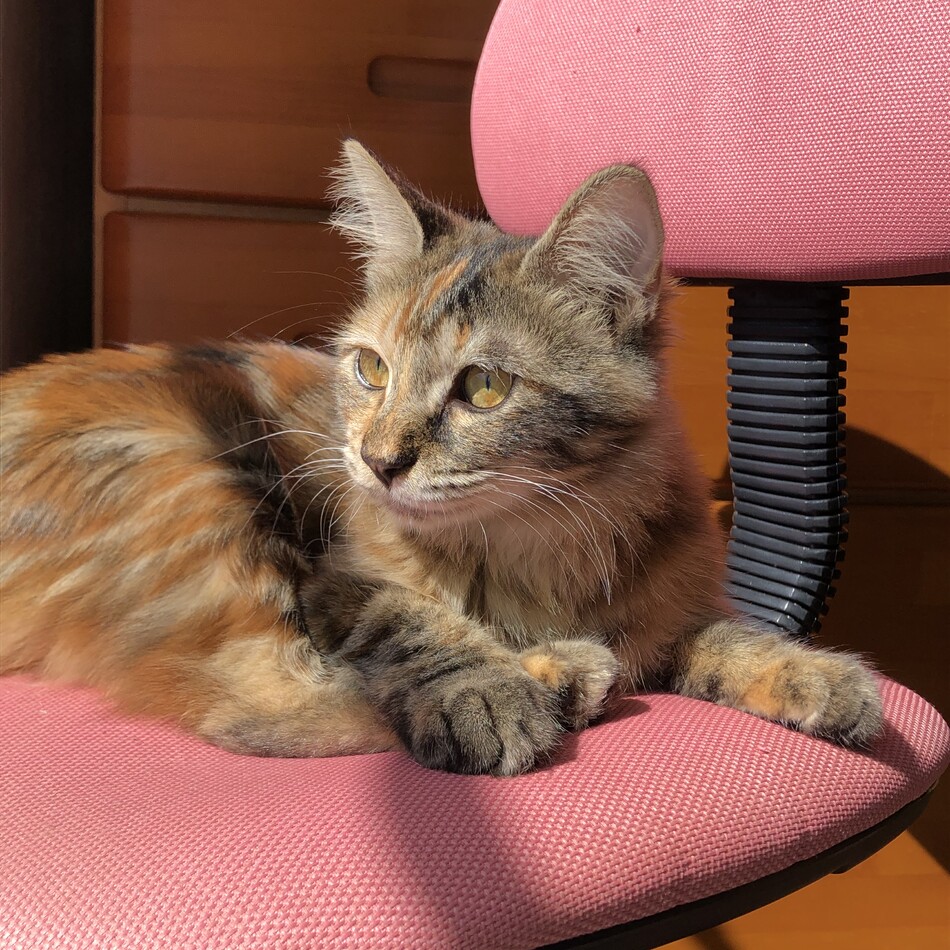 マーブルのカバー写真