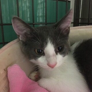 白グレーのカワイ子ちゃんです❣️