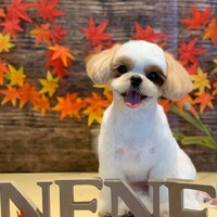 ぴーちゃん