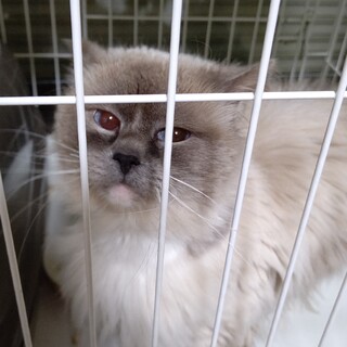 5歳ラグドールの男の子