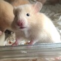 生後1ヶ月未満キンクマです