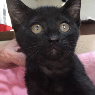 里親決定。黒猫カオルちゃん3ヶ月