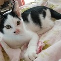 ハチワレの元気な男の子猫4ヶ月