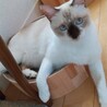 むーちゃんねこ さん