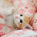 10/11譲渡会参加【月弥】