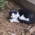 野良猫の里親になってください