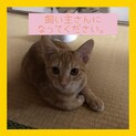 去勢済！人馴れOK　超人懐こい子猫♡