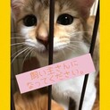 トイレのしつけ・人馴れOK！三毛の子猫ちゃん♡