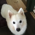 素敵な家族できました！大人しく甘えたなスピッツ