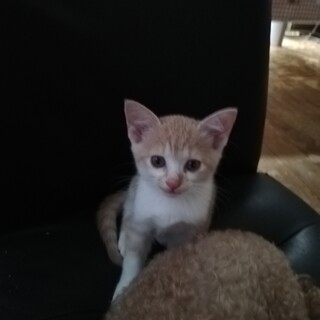 8月に7匹産まれました