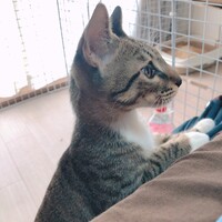 ディンディン