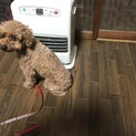 臆病、甘えん坊なトイプードル。噛むことあり。