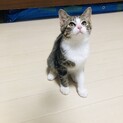お目目パッチリ！人懐こい大人しい女の子です！